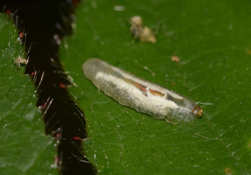 Larva da id.